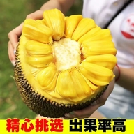 海南新鲜波罗蜜