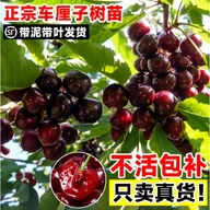 泉宠日记农梦种业专卖店