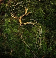 栣森鑫轩铄人参专卖店