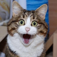 风来宠物用品专营店