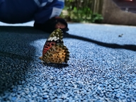 台州市椒江涛薇电子商务商行的小店