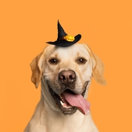 春锦秋鲤莆田市鑫裕隆贸易有限公司烹饪用具专卖店