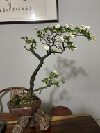 花开凉朵