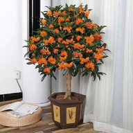 四季风桂花基地