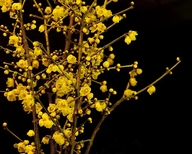 护花人硕杰果树苗木专卖店