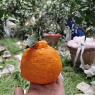 工匠时光成都天成鑫源科技有限公司水果专卖店