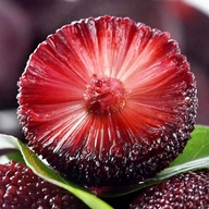 仙居县素龙杨梅专业合作社的小店