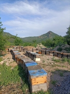 归农原野养蜂