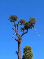 班盆贺开自己家古茶园