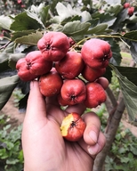 果亦甜果树苗木专营店